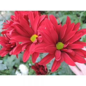 red daisy flower in Uniflor's farm