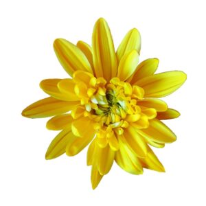 Yellow Neon Tinted Cushion Chrysanthemums Flower