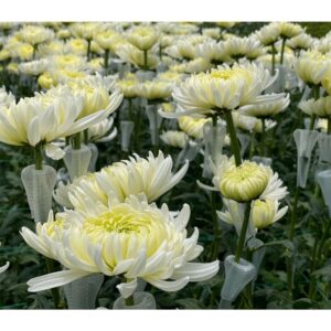 Magnum White Chrysanthemums Flower - Image 2