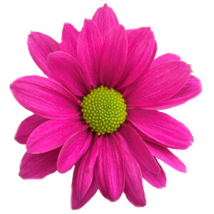 Memphis Purple Chrysanthemums Flower