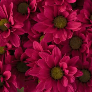 Memphis Purple Chrysanthemums Flower - Image 2