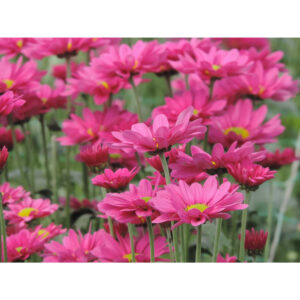 Memphis Purple Chrysanthemums Flower - Image 5