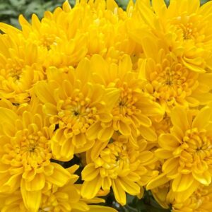 Yellow Neon Tinted Cushion Chrysanthemums Flower - Image 3