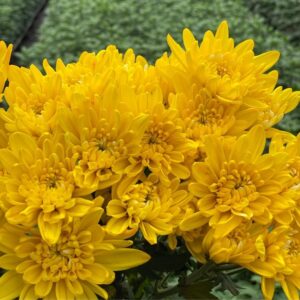 Yellow Neon Tinted Cushion Chrysanthemums Flower - Image 4