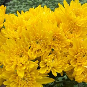 Yellow Neon Tinted Cushion Chrysanthemums Flower - Image 2