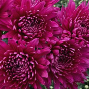 Tornado Purple Chrysanthemums Flower - Image 3