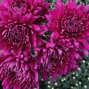 Tornado Purple Chrysanthemums Flower - Image 2