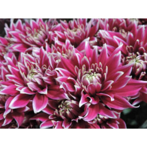 Thypoon Purple Chrysanthemums Flower - Image 7