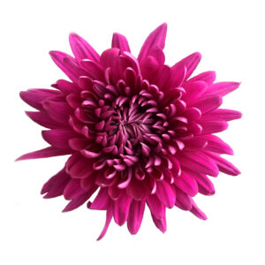 Tornado Purple Chrysanthemums Flower