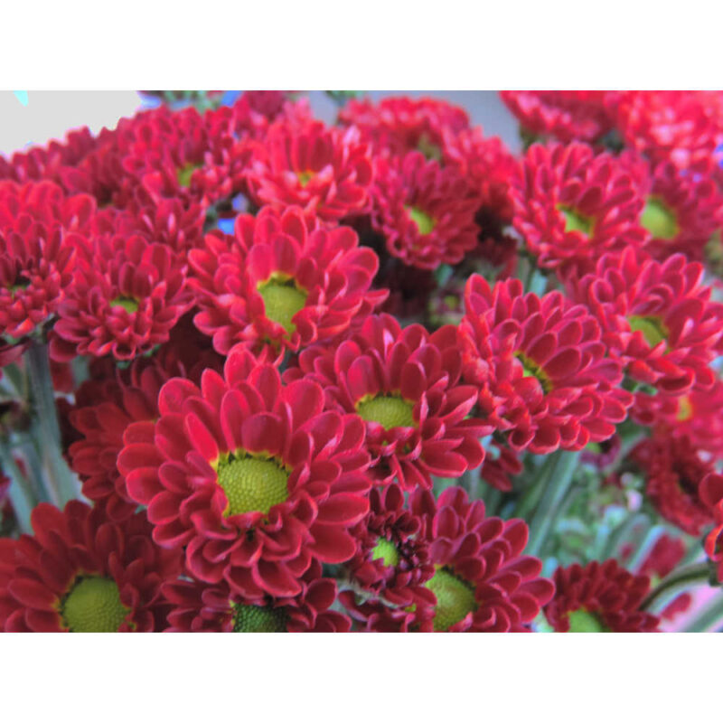 Tory Red Chrysanthemums Flower - Image 3