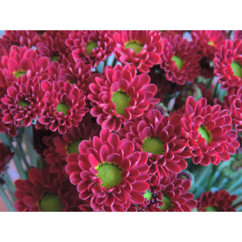 Tory Red Chrysanthemums Flower - Image 5