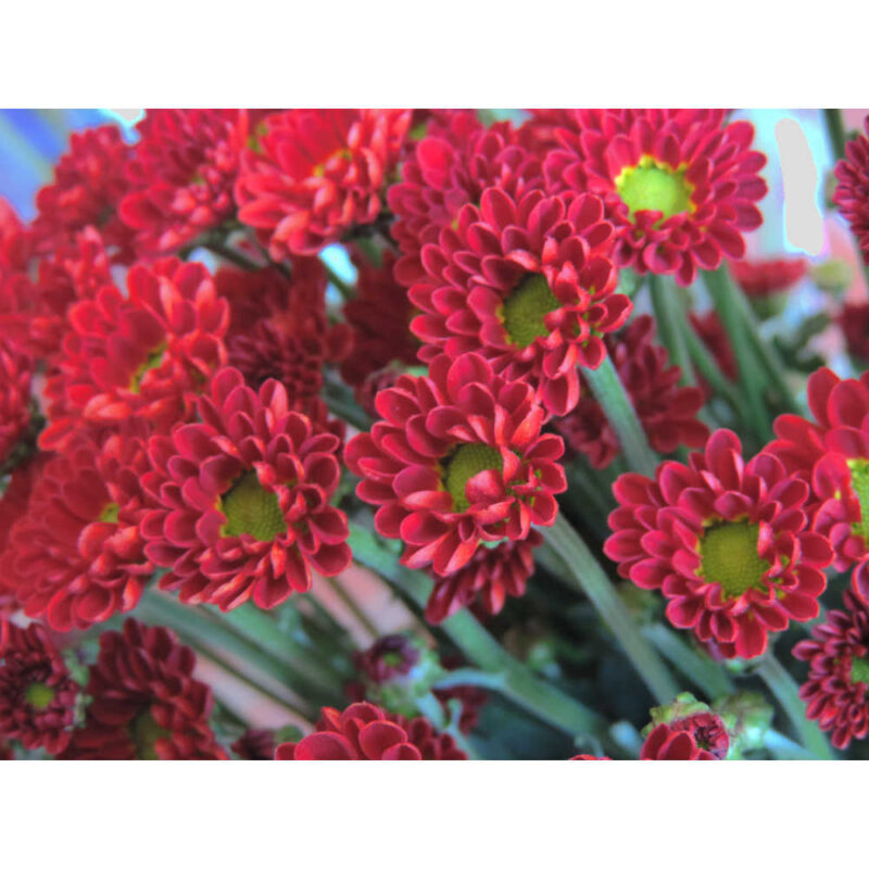 Tory Red Chrysanthemums Flower - Image 4