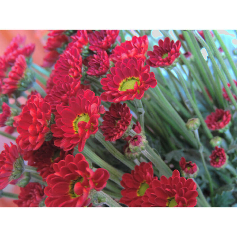 Tory Red Chrysanthemums Flower - Image 2