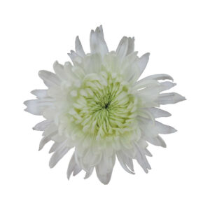 Magnum White Chrysanthemums Flower