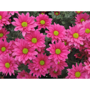 Memphis Purple Chrysanthemums Flower - Image 4
