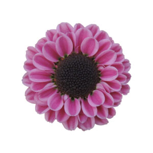 Molly Pink Chrysanthemums Flower