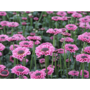 Molly Pink Chrysanthemums Flower - Image 4