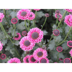 Molly Pink Chrysanthemums Flower - Image 5