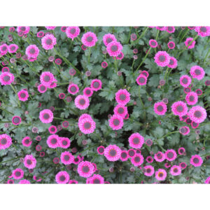 Molly Pink Chrysanthemums Flower - Image 3