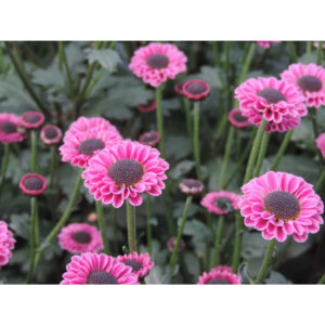 Molly Pink Chrysanthemums Flower - Image 8