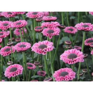 Molly Pink Chrysanthemums Flower - Image 7