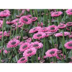 Molly Pink Chrysanthemums Flower - Image 6