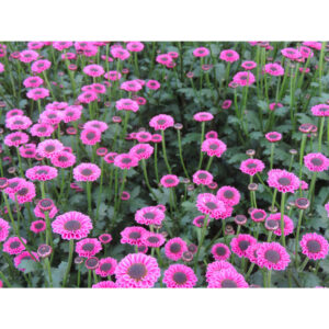 Molly Pink Chrysanthemums Flower - Image 2
