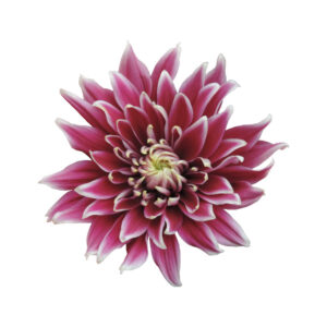 Thypoon Purple Chrysanthemums Flower