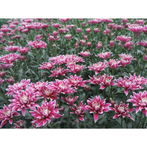 Thypoon Purple Chrysanthemums Flower - Image 5