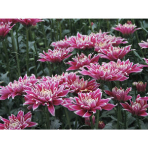 Thypoon Purple Chrysanthemums Flower - Image 6