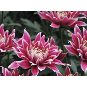 Thypoon Purple Chrysanthemums Flower - Image 3