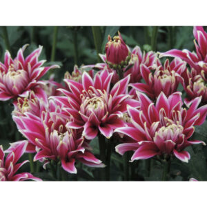 Thypoon Purple Chrysanthemums Flower - Image 4