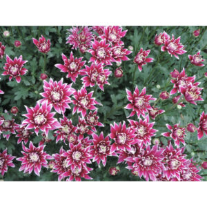 Thypoon Purple Chrysanthemums Flower - Image 2