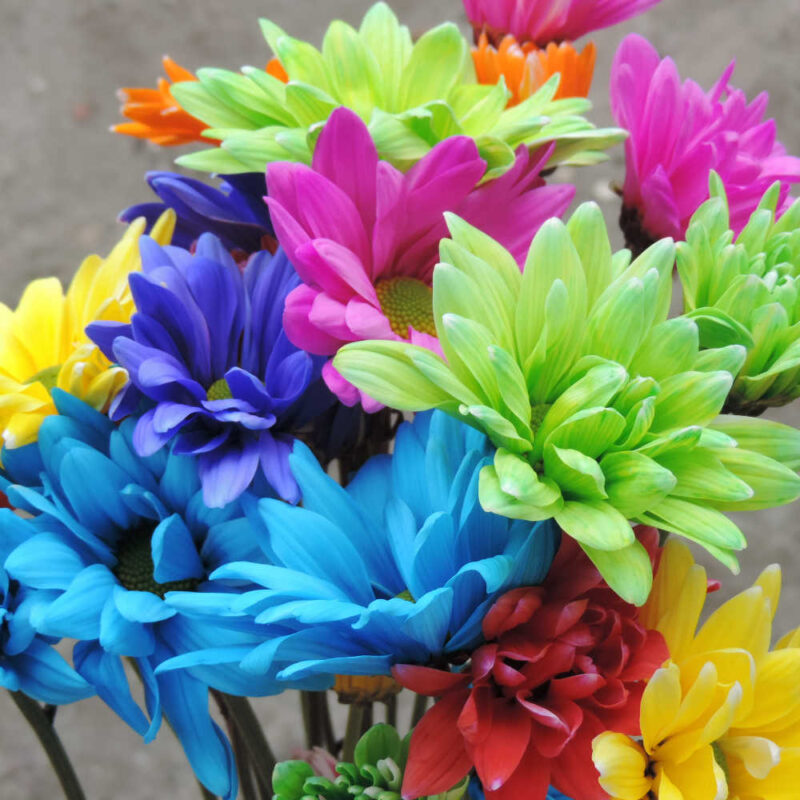 Neon Daisy Chrysanthemums Flower - Image 6