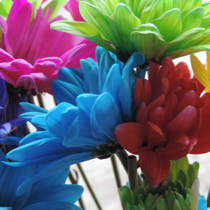 Neon Daisy Chrysanthemums Flower - Image 5