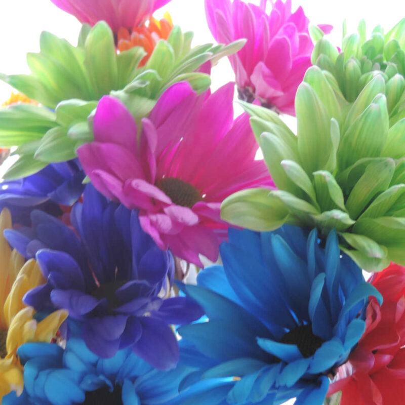 Neon Daisy Chrysanthemums Flower - Image 3