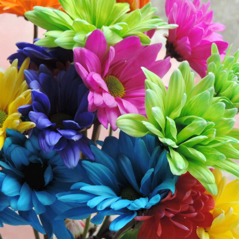 Neon Daisy Chrysanthemums Flower - Image 2
